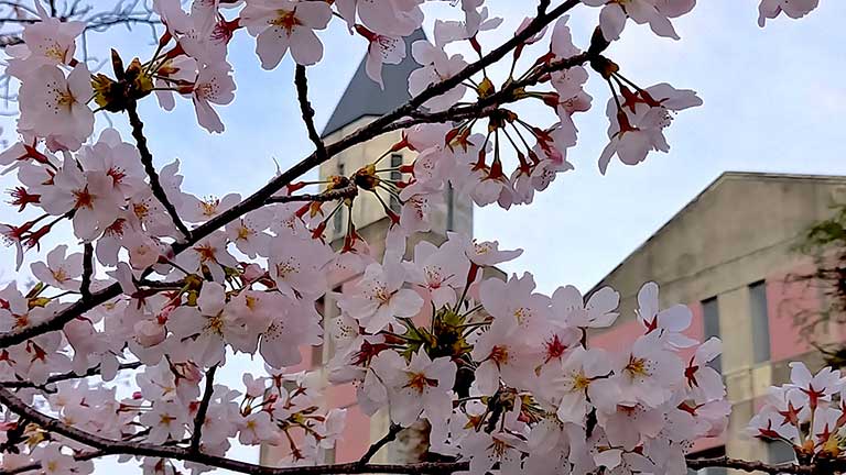 外観と桜