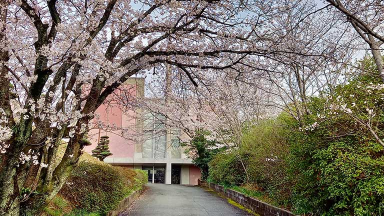 修道院外観桜並木